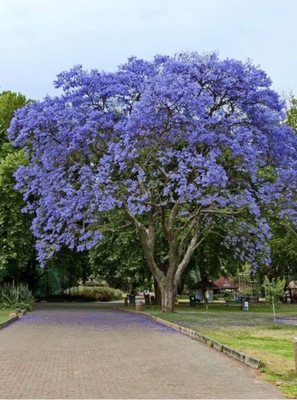 672. Sosna Thunberga