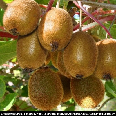 Mini Kiwi Aktinidia Zakarpacie - duży owoc, samop