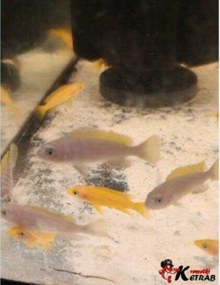 Cynotilapia Zebroides Jalo Reef