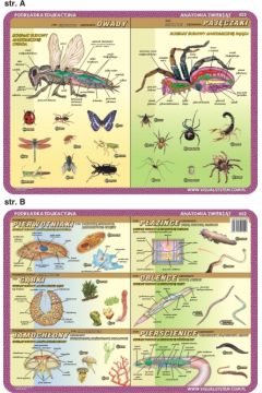 Podkładka edukacyjna anatomia zwierząt 052