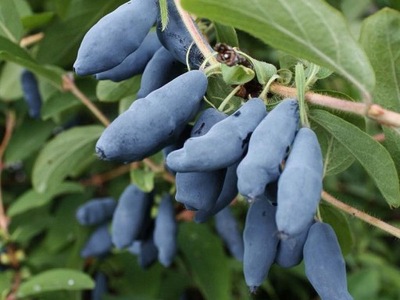 Jagoda Kamczacka Lonicera caerulea 'Jolanta'