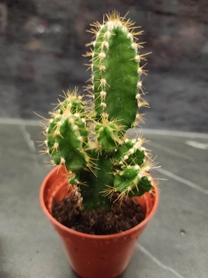 Kaktus Cactaceae ' cereus repandus '