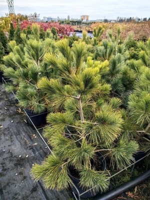Pinus peuce - SOSNA RUMELIJSKA - piękna duża sadzonka
