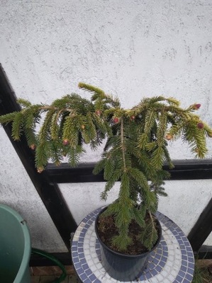 PICEA ABIES GOLD DRIFT świerk