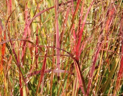 PROSO RÓZGOWATE Shenandoah Panicum virgatum trawa