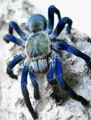 Cyriopagopus lividus (SpidersForge)