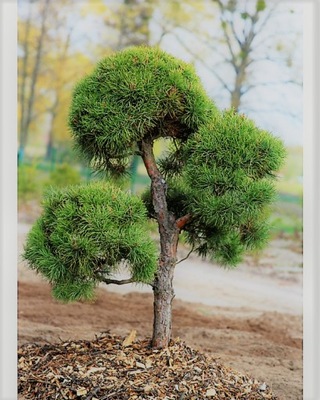 SOSNA CZARNA PINUS NIGRA Sadzonki 30-40cm Bonsai