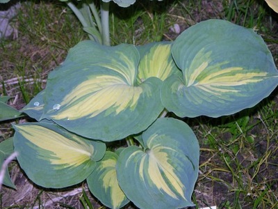 Funkia Hosta 'Dream Queen'