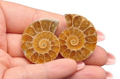 * AMONIT KOMPLET MADAGASKAR SKAMIENIAŁOŚĆ W RAMCE 3D DO DEKORACJI NR 2 *