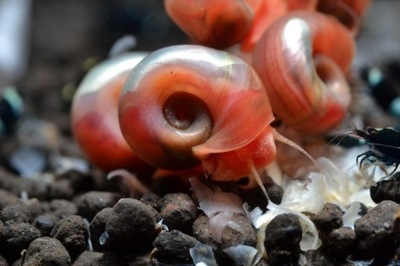 Dorosły ślimaki na glony Planorbella sp. Pink