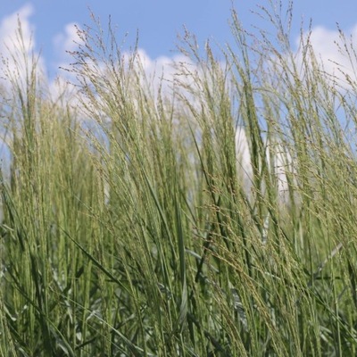 Proso rózgowate PRAIRE SKY doskonała do OGRODU