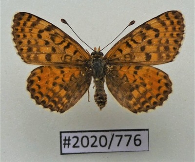 Motyl Melitaea didyma samica 36mm