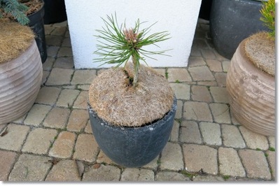 Pinus nigra 'Kubat' - !!! !!! !!!