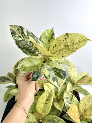 Ficus elastica Moonshine Ficus Shivereana