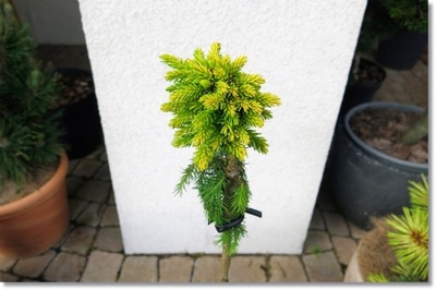 Picea orientalis 'Tom Thumb Gold' - !!! !!! !!!