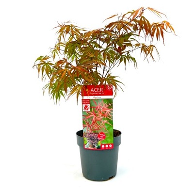 Klon palmowy Acer palmatum Peve Dave 40-60cm+