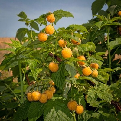 Malina Żółta Rubus Idaeus Golden Queen