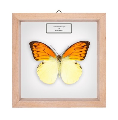 Motyl w gablotce Hebomoia leucippe