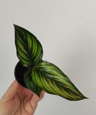 Calathea Kalatea Makoyana Beauty Star Maluszek