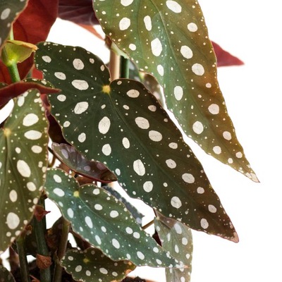 Begonia KORALOWA (maculata) liście w KROPKI maluch