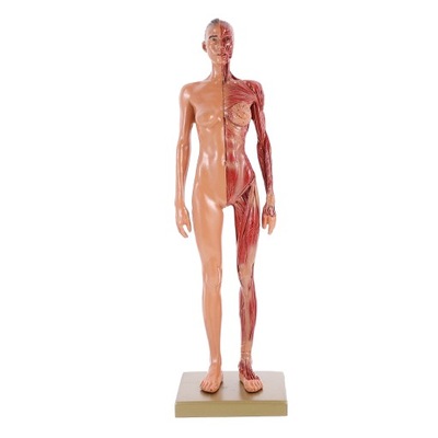 MODEL NARZĄDU RUCHU ANATOMIA SZKIELETU CZŁOWIEK