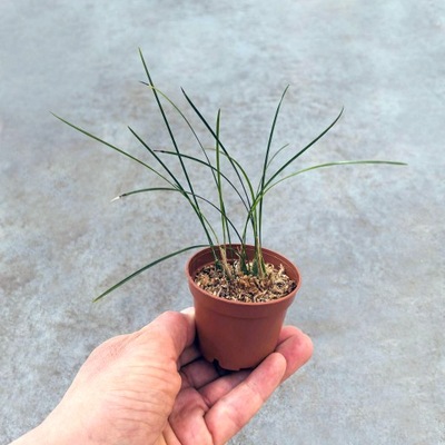 RZADKOŚĆ STORCZYK Dendrochilum warrenii