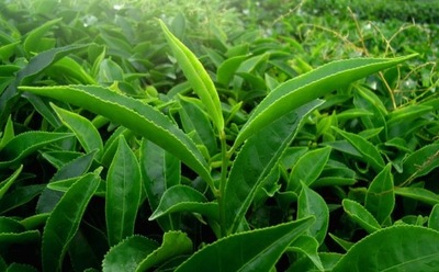 Camellia Sinensis Herbata Chińska 5 nasion