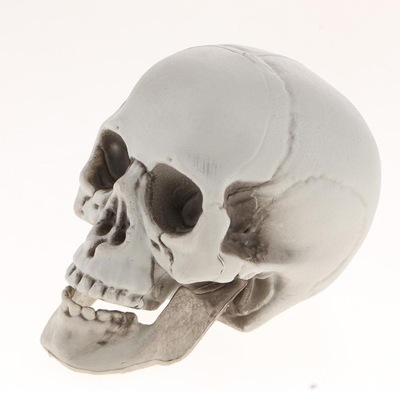 L-kolekcjonerska ludzka czaszka