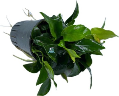Anubias nana 'Paxing' [koszyk]