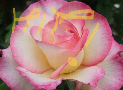 Róża WIELKOKWIATOWA - DESSE