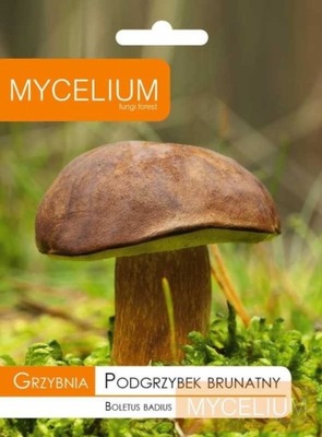 Grzybnia podgrzybek brunatny 10g MYCELIUM