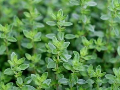 Thymus citriodorus Tymianek