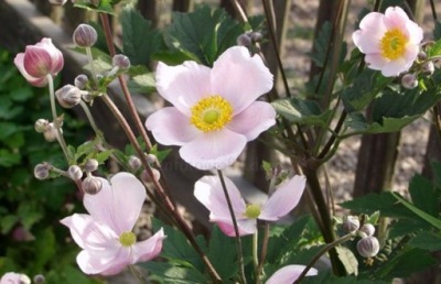 Japán varjúháj - 30 mag