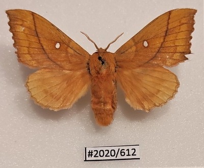 Motyl Odonestis pruni samica 62mm