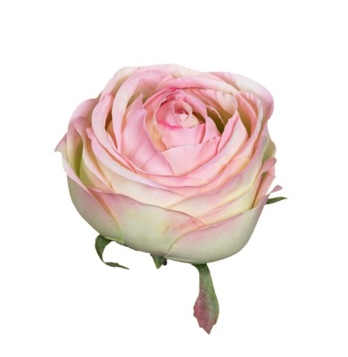 Róża główka jasno różowo zielona
