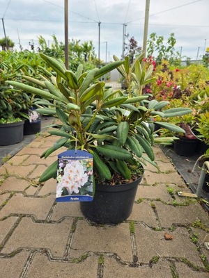 Rododendron Porzelan - Różanecznik C7,5
