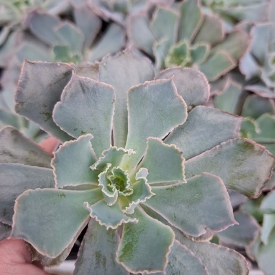 ECHEVERIA SHAVIANA 'PINK FRILLS' Eszeweria