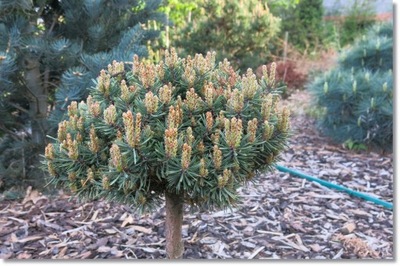 Pinus sylvestris 'Arrowhead' - Miniatura !!!