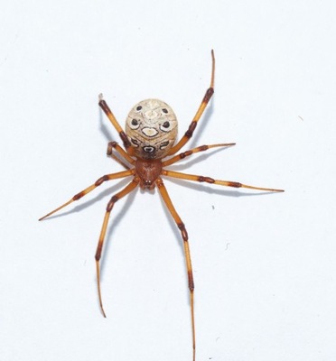 Latrodectus geometricus (SpidersForge)