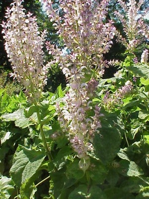 SZAŁWIA MUSZKATOŁOWA - SALVIA SCLAREA