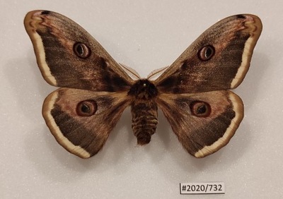 Motyl Saturnia pyri samiec 98mm.