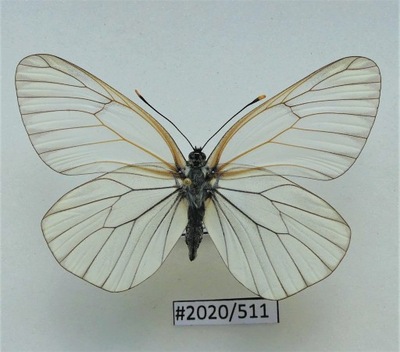 Motyl Aporia crataegi samica .