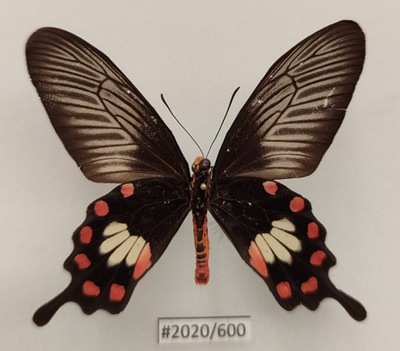 Motyl Pachliopta aristolochae strona brzuszna .