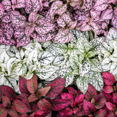 Hypoestes - zestaw trzech roślin NIEDOŚPIAN kolory