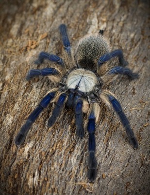 Monocentropus balfouri L2/3 #SpidersFactory