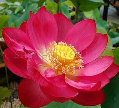 Pic13 Red Lotus 10 nasion Nasiona lotosu różne odm