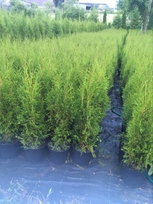 Tuja szmaragd 2l do 80cm w donicy