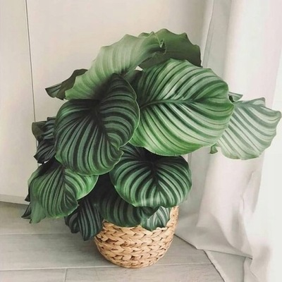Calathea 'Orbifolia' OKRĄGŁOLISTNA PASKI
