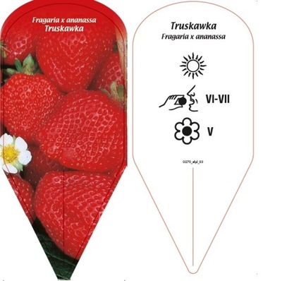 Fragaria x ananassa - Truskawka - etykiety szkółkarskie