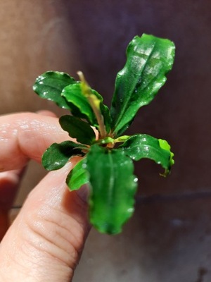 Bucephalandra THEIA GREEN RARYTAS